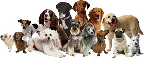 Dog Png Dog Transparent Background Freeiconspng