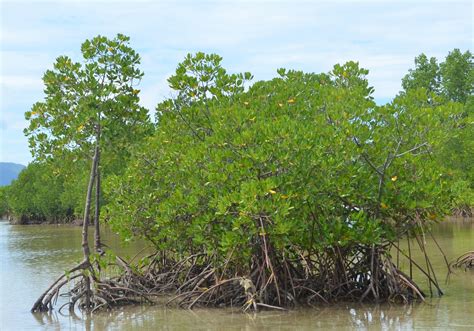 Mati Citys Mangrove Nature Reserve Park Philippine Morning Post