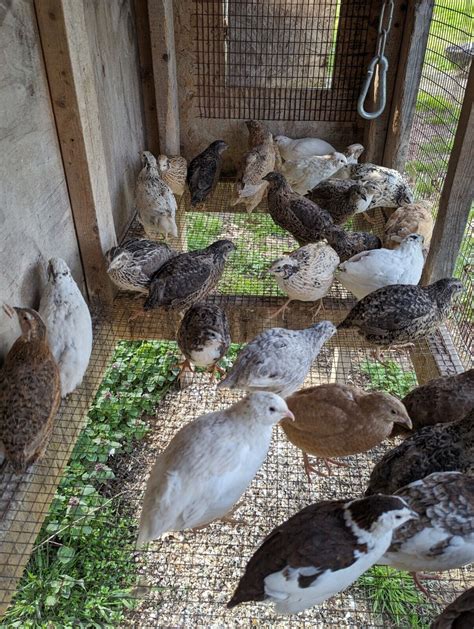 12 Fertile Coturnix Quail Hatching Eggs Free Shipping Read Description Ebay