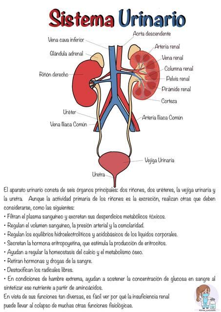 Sistema Urinario Notas M Dicas Udocz