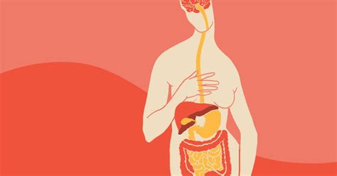 The Gut Brain Connection How It Works And The Role Of Nutrition