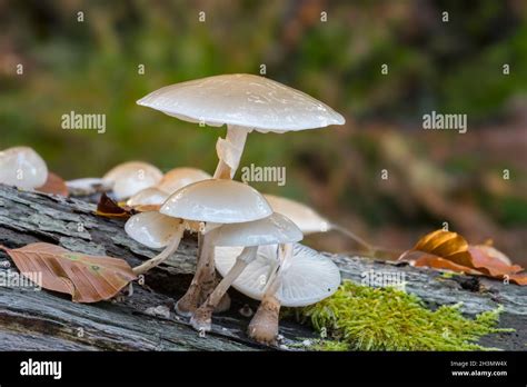 Porcelain Fungus Oudemansiella Mucida Clusters Of Fungi Mushrooms