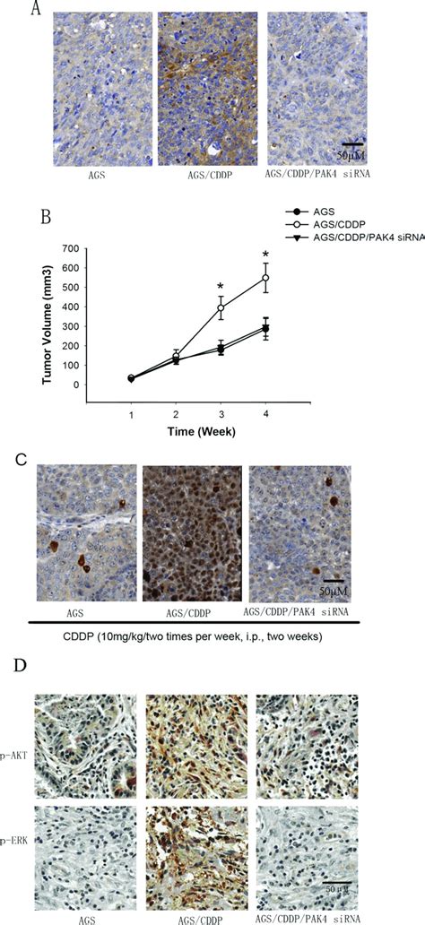 A Immunostaining Of HtrA1 Expression In AGS AGS And AGS CDDP PAK4