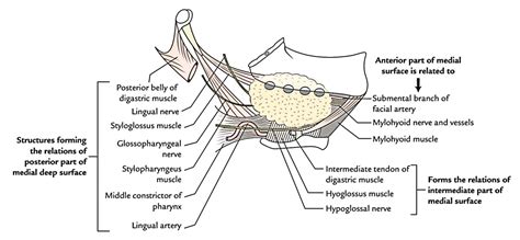 Submandibular Gland Submandibular Ganglion Langleys Ganglion And