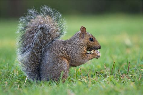 North American Grey Squirrel Forum Für Naturfotografen