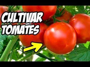 Guía completa para el cultivo exitoso de tomates consejos técnicas y