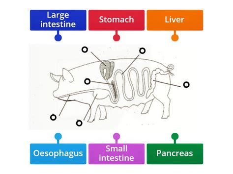 Monogastric Digestive System Labelled Diagram