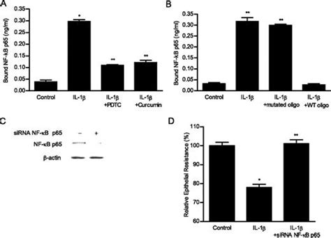 Il 1β Causes An Increase In Intestinal Epithelial Tight Junction