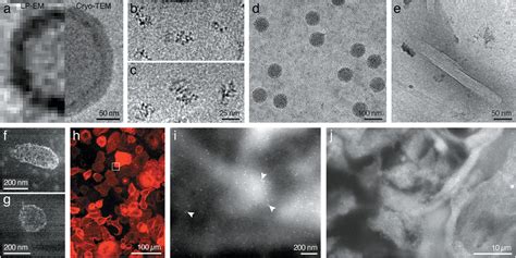 LiquidPhase Electron Microscopy For Soft Matter Science And Biology