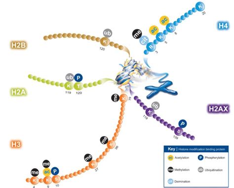 Schematic of the most common epigenetic histone modifications. (Source:... | Download Scientific ...