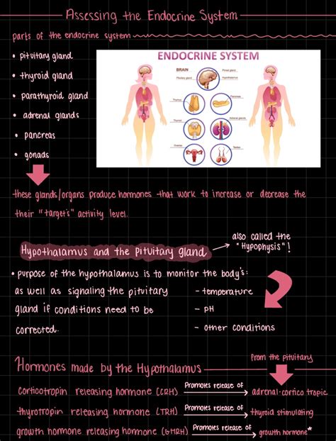 Endocrine System Notability Gallery