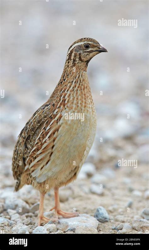 Male Common Quail Coturnix Coturnix Portrait Spain May Stock Photo