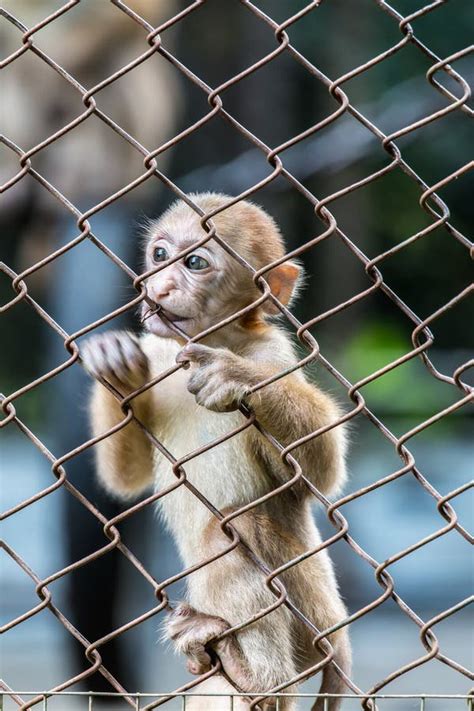 Stump-tailed Macaque, Bear Macaque Stock Photo - Image of asian, tailed: 62458946