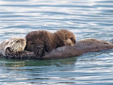 ~adorable Sea Otters~ Wallpaper Do Otters Have Sex With Seals 800x600 Wallpaper