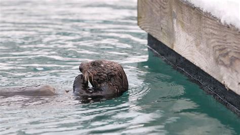 A sea otter eating clams in Valdez, Ak : r/Otters