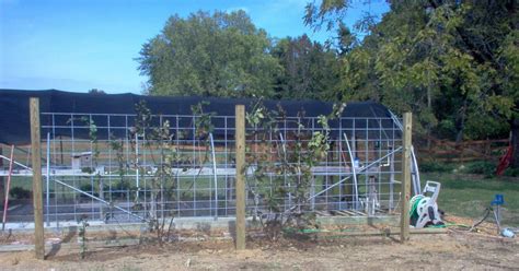 How Toinside And Out Blackberry Trellis