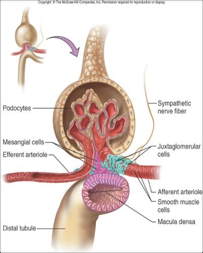 Patho Renal Neuro Exam Flashcards Quizlet