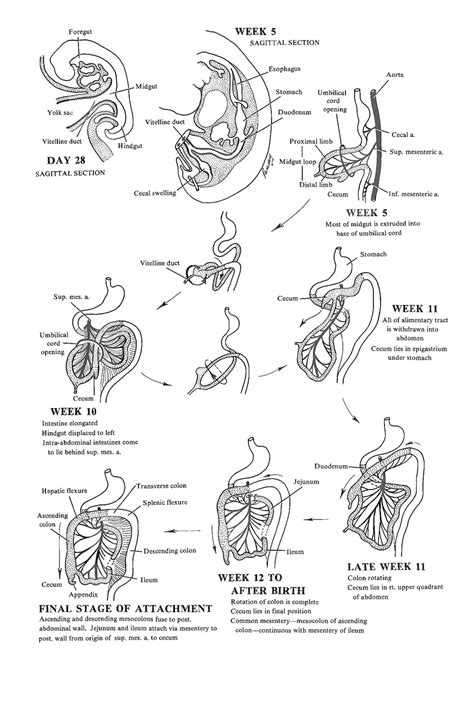 Chapter 84 Development Of The Midgut General Introduction Review Of Medical Embryology Book