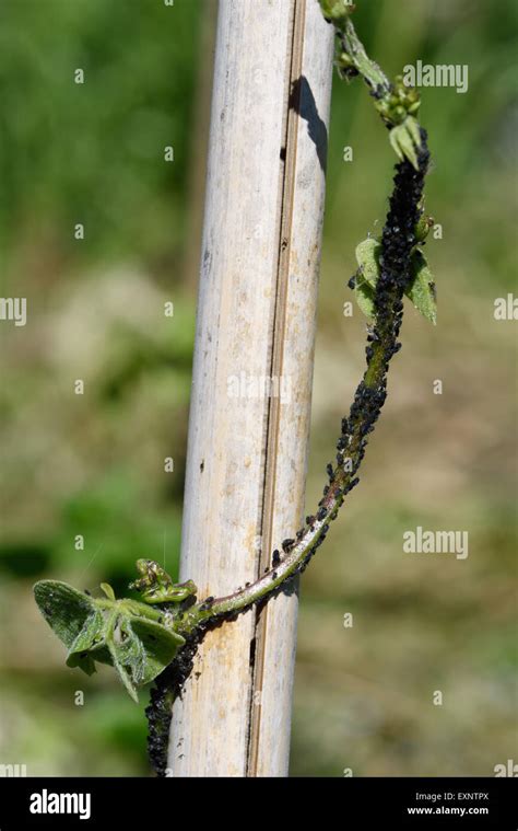 Black Bean Aphids Aphis Fabae Infestation On Young Runner Bean Stems