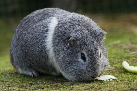 Grey And White Guinea Pig Or Cavy Stock Image - Image of cavies, cavia ...