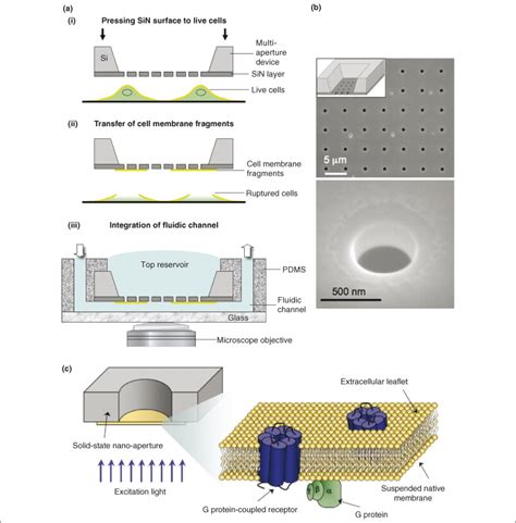 Membrane Biosensor Platforms Using Nano And Microporous Supports