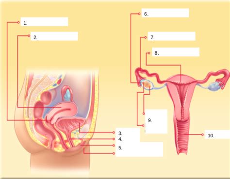 Reproductive Systems Female Diagram Quizlet