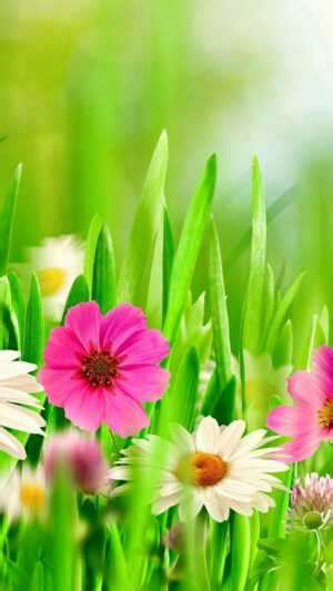 Spring Flowers Wallpaper - iXpap