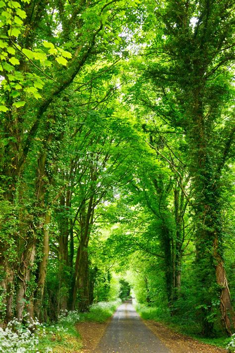 Images Gratuites Arbre La Nature Chemin De Plein Air Plante