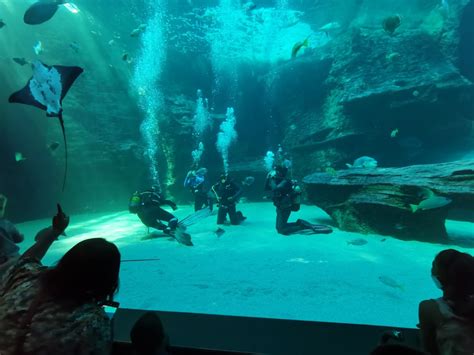 Two Oceans Aquarium - Trip with Toddler