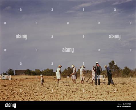 Cotton Workers Stock Photos & Cotton Workers Stock Images - Alamy