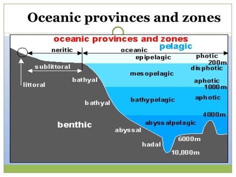 Where does most of the primary production occur in an ocean ecosystem ...