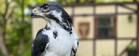 Raptor Hill Falconry Falconry Experiences Near Luray Virginia USA