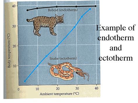 Example of endotherm and ectotherm