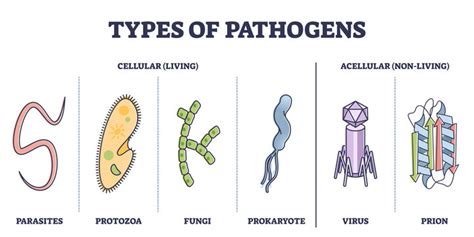 Types Of Protozoans