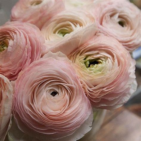 Blush Ranunculus