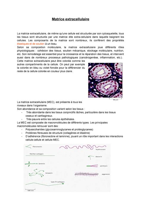 Matrice Extra Cellulaire Matrice Extracellulaire La Matrice