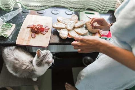 How To Make Cat Food At Home