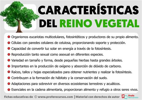 Características Del Reino Vegetal