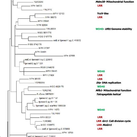 Phylogenetic Analysis Of F Box Proteins Of Macrophomina Phaseolina