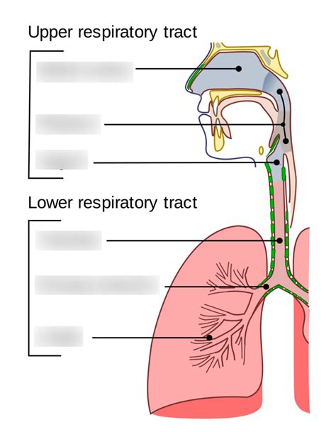 Upper And Lower Respiratory Tract Diagram Quizlet