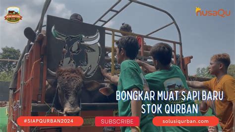 Bongkar Muat Sapi Sapi Baru Datang Di Kandang Bogor Siap Qurban