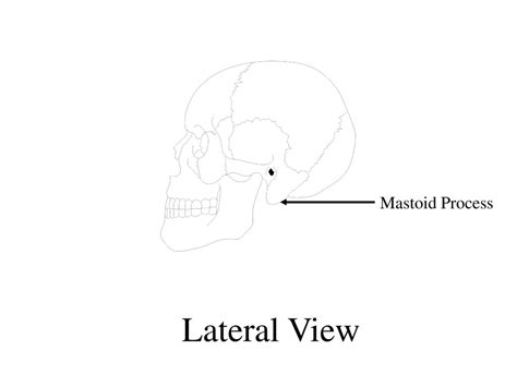 Human Anatomy And Physiology I Oklahoma City Community College Ppt Download