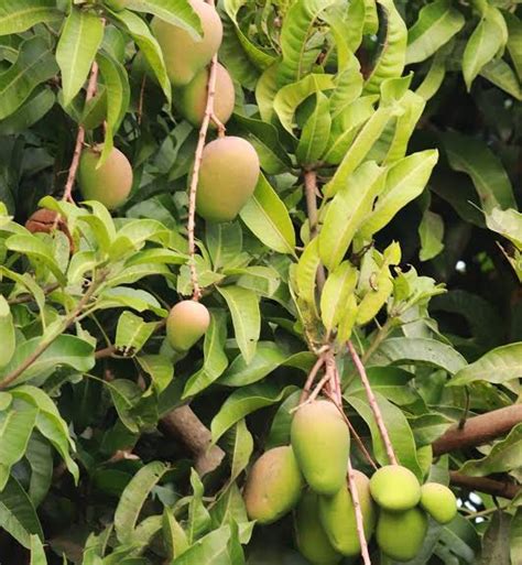 Complete Guidelines Of Baramasi Mango Tree Urban Plants Urban Plants™