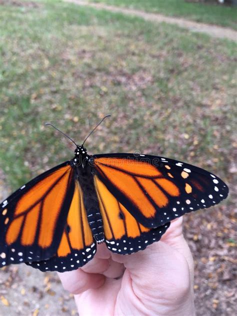 Monarch Butterfly Release From Stock Photo Image Of Releasing Wild