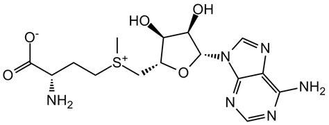 S Adenosylmethionine Cas Number 29908 03 0 Order From Chemodex