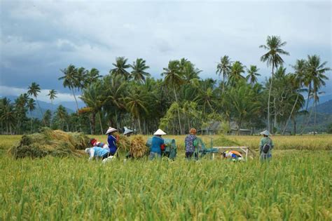 Januari Hingga April 2022 BPS Produksi Padi Akan Meningkat 7 7 Persen