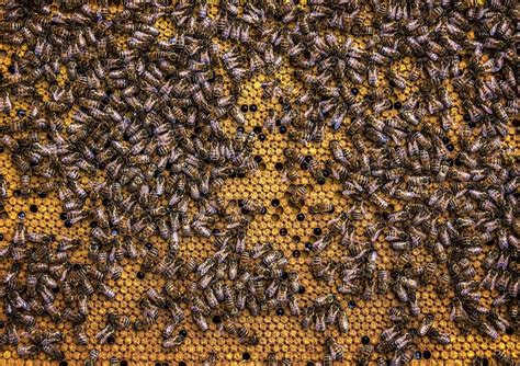 HD wallpaper: beehive, honeycomb, beekeeping, wax, insect, honey bee ...