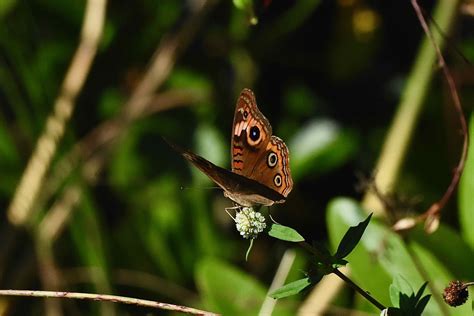 Common Buckeye Butterfly