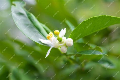 Premium Photo Lime Flower On Lime Tree In An Organic Garden