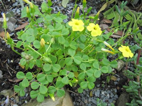 Oxalis Ventnor Botanical Garden On The Isle Of Wight Leonora